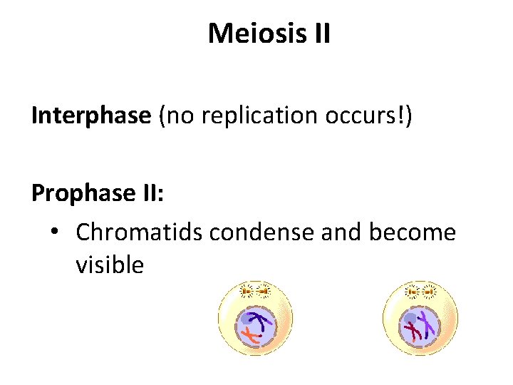 Meiosis II Interphase (no replication occurs!) Prophase II: • Chromatids condense and become visible