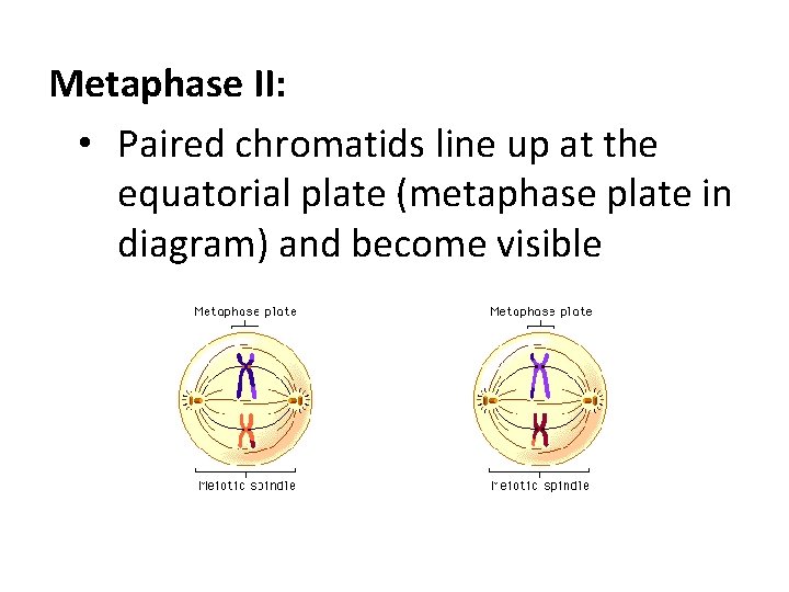 Metaphase II: • Paired chromatids line up at the equatorial plate (metaphase plate in