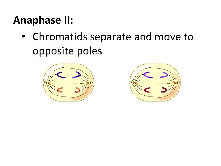 Anaphase II: • Chromatids separate and move to opposite poles 