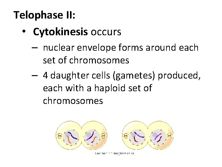 Telophase II: • Cytokinesis occurs – nuclear envelope forms around each set of chromosomes