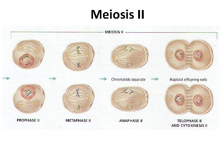 Meiosis II 