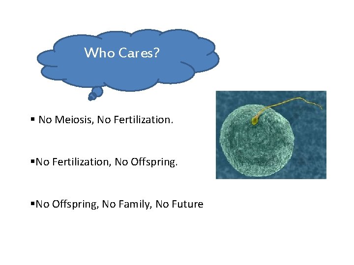 Who Cares? § No Meiosis, No Fertilization. §No Fertilization, No Offspring. §No Offspring, No
