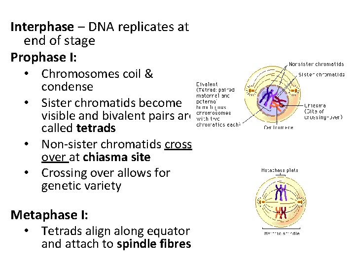 Interphase – DNA replicates at end of stage Prophase I: • Chromosomes coil &