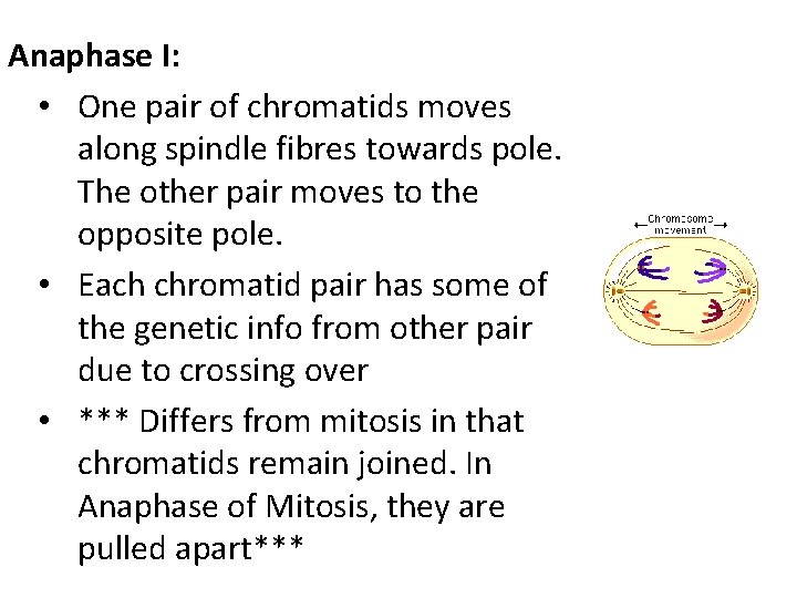 Anaphase I: • One pair of chromatids moves along spindle fibres towards pole. The