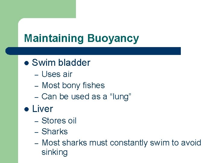 Maintaining Buoyancy l Swim bladder – – – l Uses air Most bony fishes