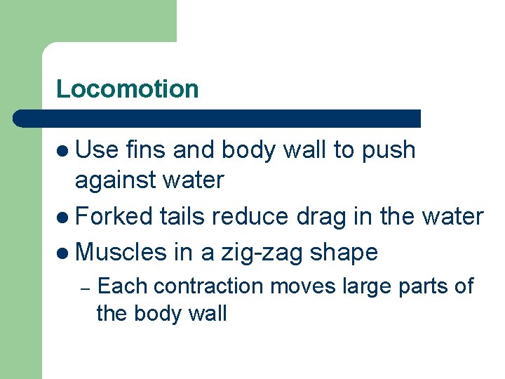 Locomotion l Use fins and body wall to push against water l Forked tails