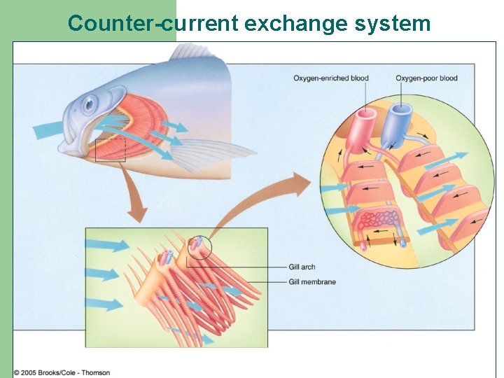 Counter-current exchange system 