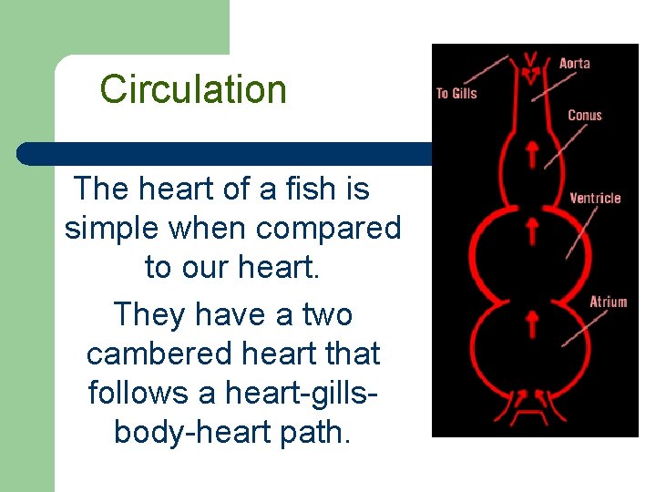 Circulation The heart of a fish is simple when compared to our heart. They