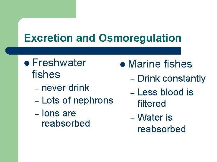Excretion and Osmoregulation l Freshwater fishes never drink – Lots of nephrons – Ions
