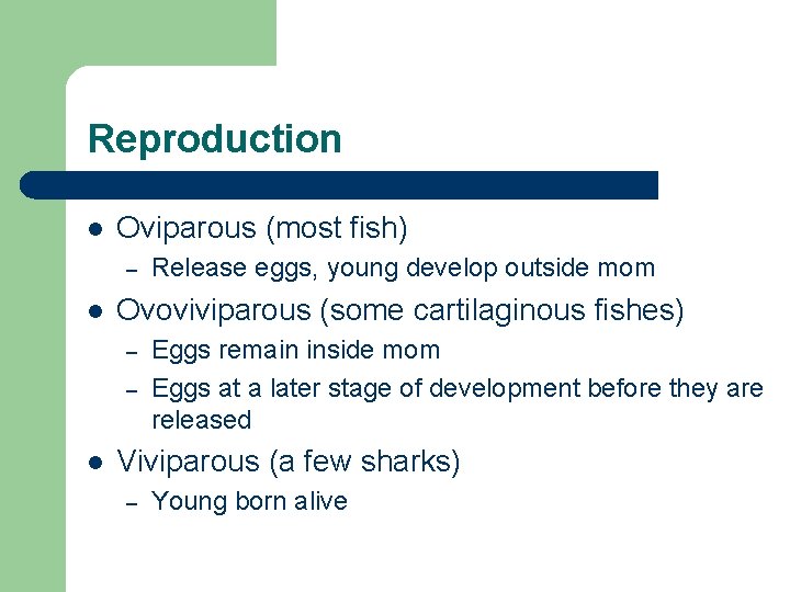 Reproduction l Oviparous (most fish) – l Ovoviviparous (some cartilaginous fishes) – – l