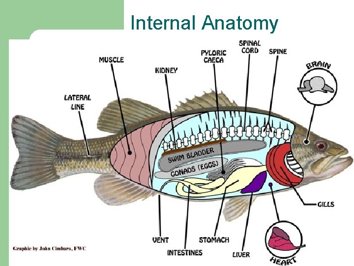 Internal Anatomy 