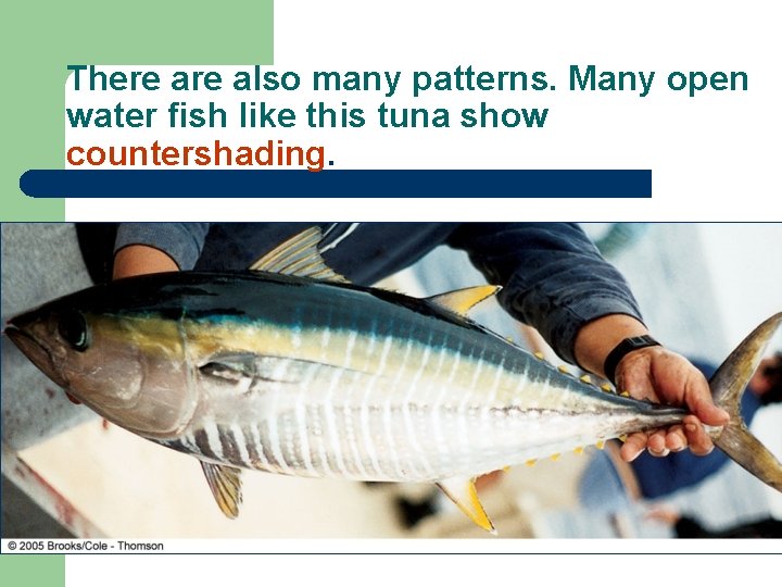 There also many patterns. Many open water fish like this tuna show countershading. 