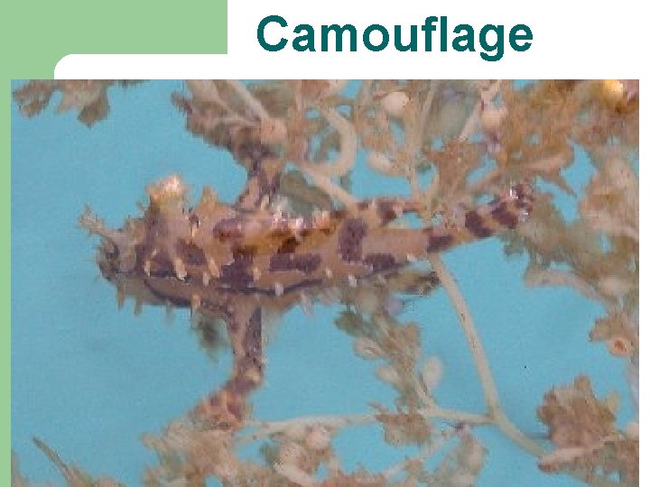 Camouflage 