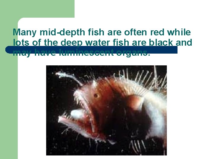 Many mid-depth fish are often red while lots of the deep water fish are