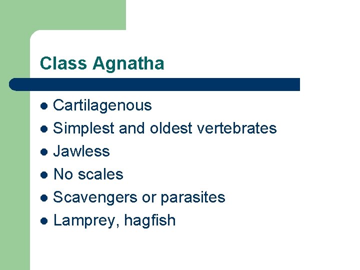 Class Agnatha Cartilagenous l Simplest and oldest vertebrates l Jawless l No scales l