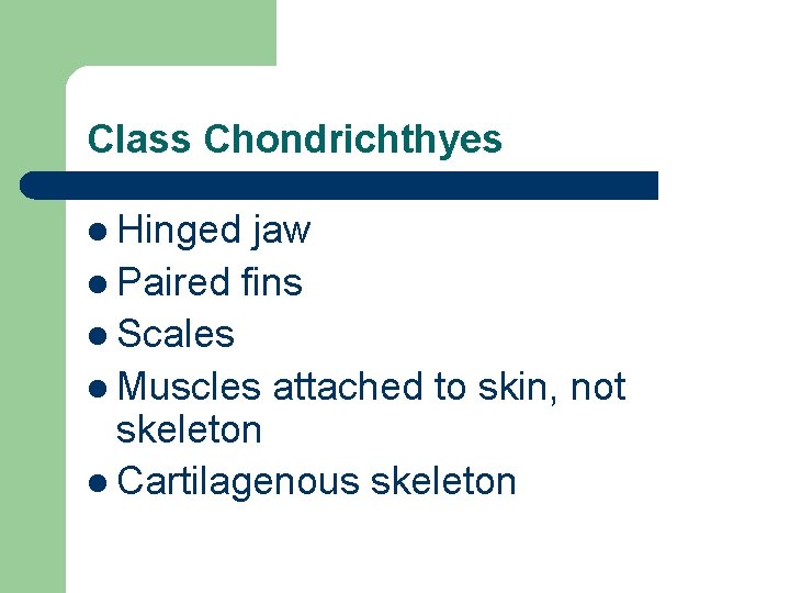 Class Chondrichthyes l Hinged jaw l Paired fins l Scales l Muscles attached to