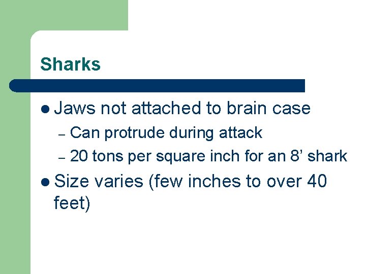 Sharks l Jaws not attached to brain case Can protrude during attack – 20