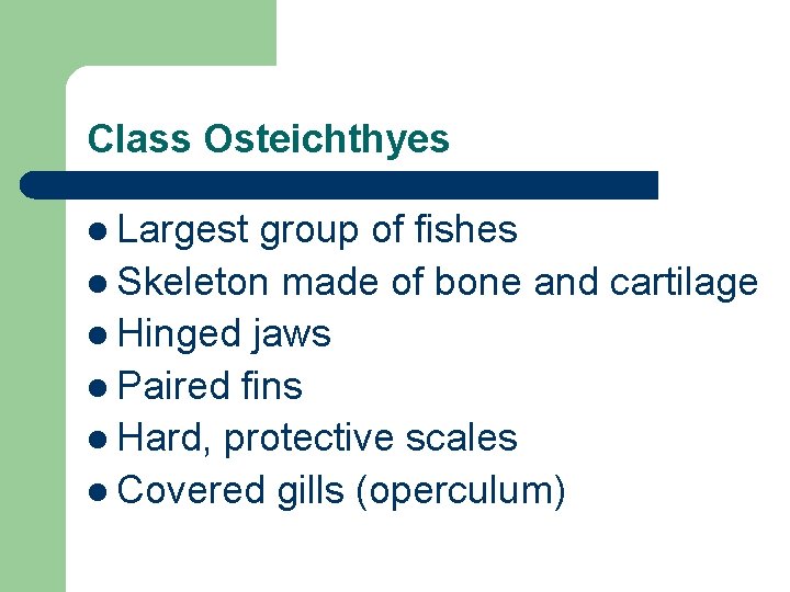 Class Osteichthyes l Largest group of fishes l Skeleton made of bone and cartilage