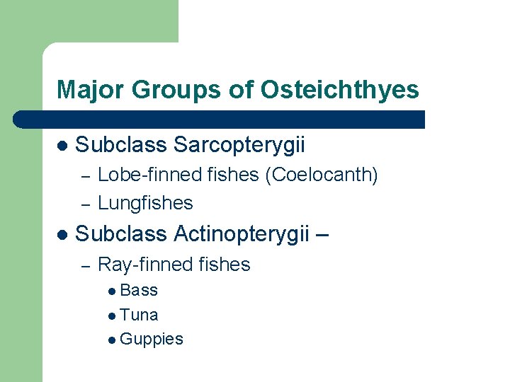 Major Groups of Osteichthyes l Subclass Sarcopterygii – – l Lobe-finned fishes (Coelocanth) Lungfishes