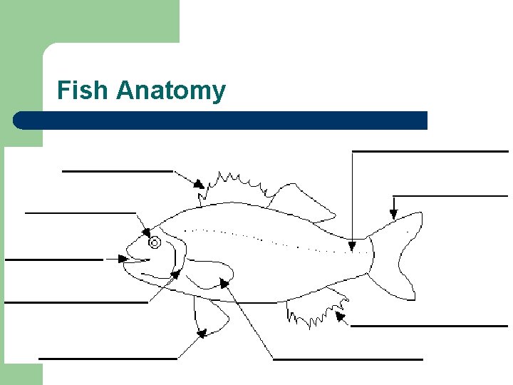 Fish Anatomy 