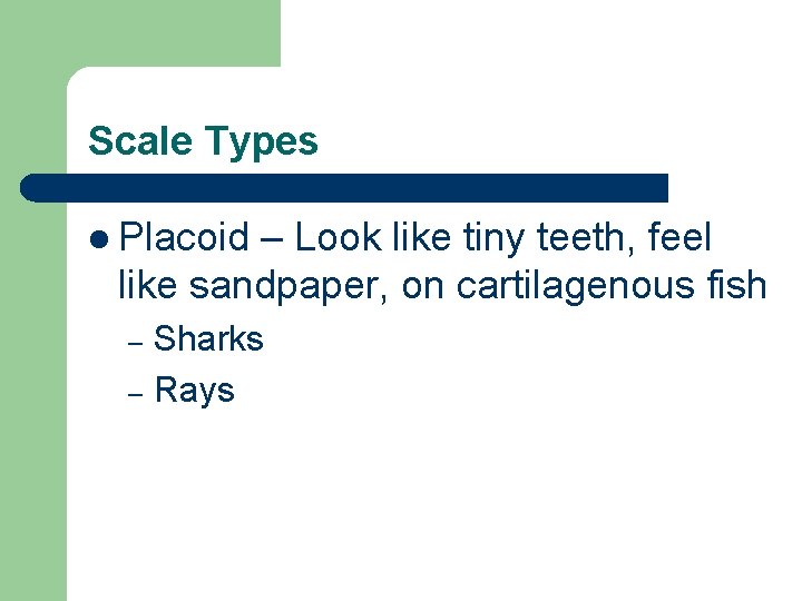 Scale Types l Placoid – Look like tiny teeth, feel like sandpaper, on cartilagenous