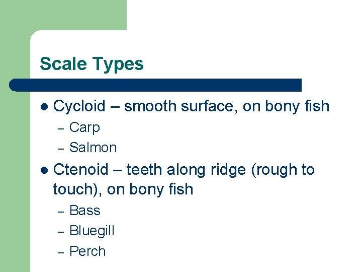 Scale Types l Cycloid – smooth surface, on bony fish – – l Carp