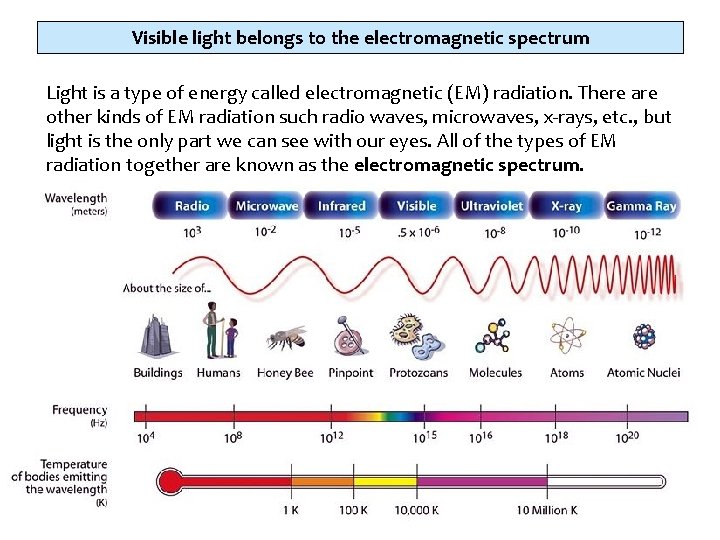 Visible light belongs to the electromagnetic spectrum Light is a type of energy called
