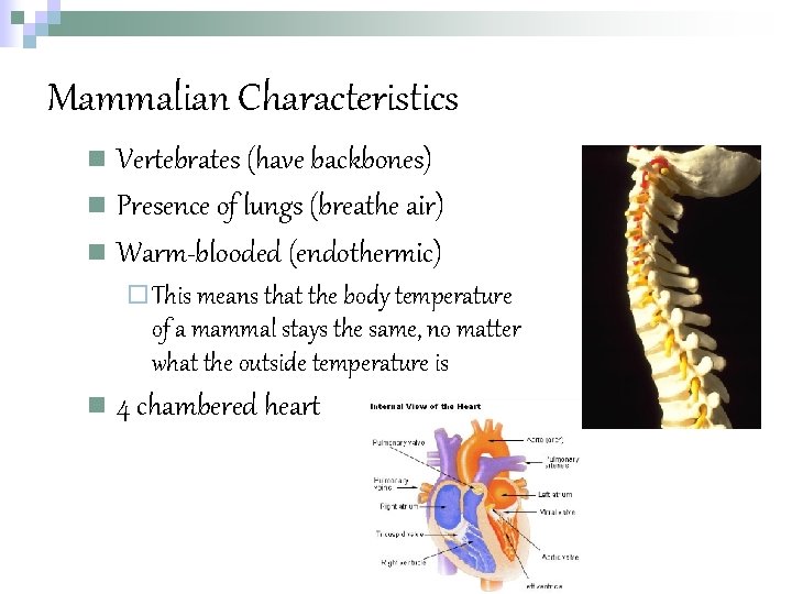 Mammalian Characteristics n Vertebrates (have backbones) n Presence of lungs (breathe air) n Warm-blooded Mammalian Characteristics n Vertebrates (have backbones) n Presence of lungs (breathe air) n Warm-blooded