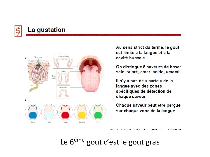 Le 6éme gout c’est le gout gras 