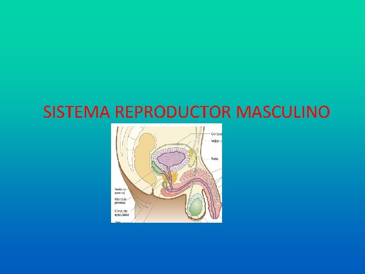 SISTEMA REPRODUCTOR MASCULINO 