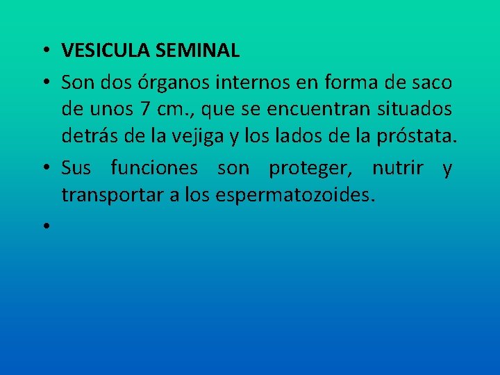  • VESICULA SEMINAL • Son dos órganos internos en forma de saco de