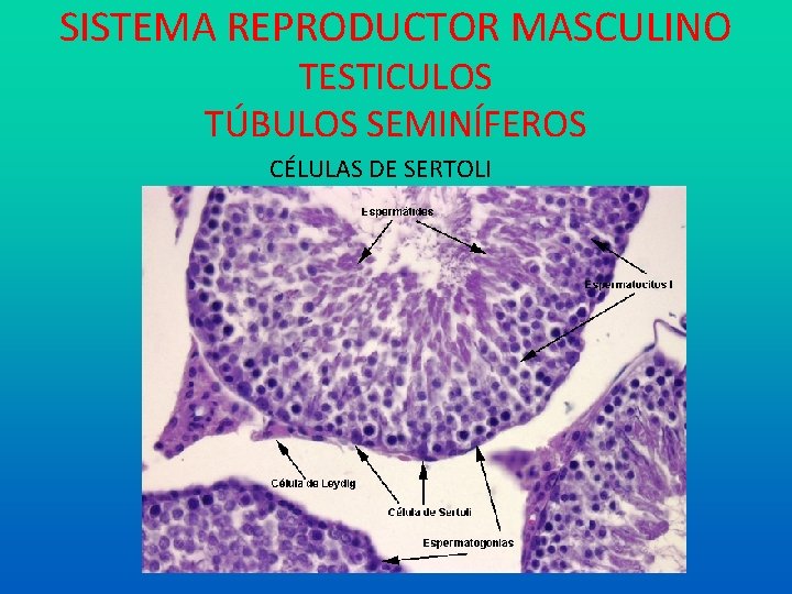 SISTEMA REPRODUCTOR MASCULINO TESTICULOS TÚBULOS SEMINÍFEROS CÉLULAS DE SERTOLI 