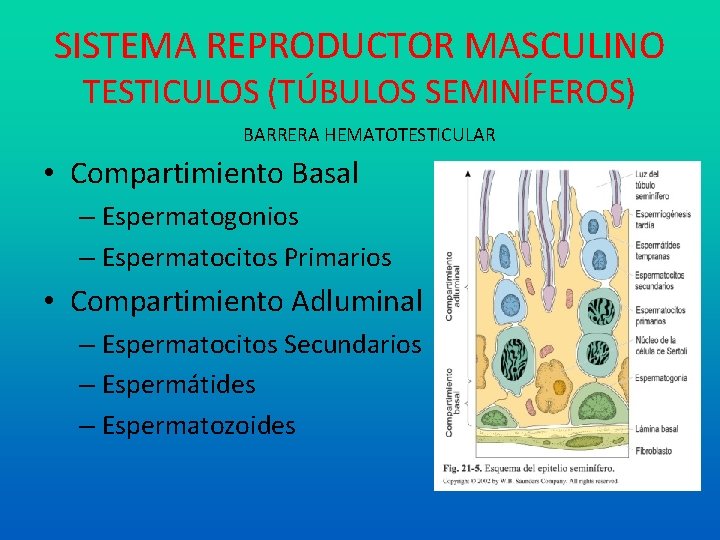 SISTEMA REPRODUCTOR MASCULINO TESTICULOS (TÚBULOS SEMINÍFEROS) BARRERA HEMATOTESTICULAR • Compartimiento Basal – Espermatogonios –