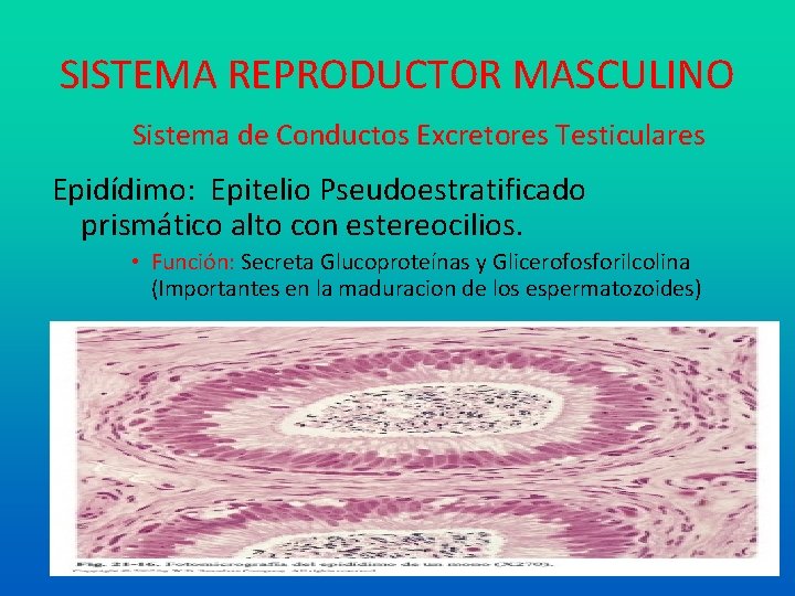 SISTEMA REPRODUCTOR MASCULINO Sistema de Conductos Excretores Testiculares Epidídimo: Epitelio Pseudoestratificado prismático alto con