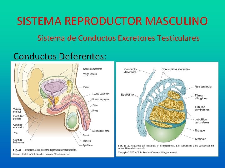SISTEMA REPRODUCTOR MASCULINO Sistema de Conductos Excretores Testiculares Conductos Deferentes: 