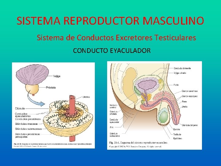 SISTEMA REPRODUCTOR MASCULINO Sistema de Conductos Excretores Testiculares CONDUCTO EYACULADOR 