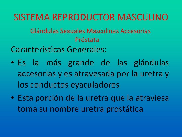 SISTEMA REPRODUCTOR MASCULINO Glándulas Sexuales Masculinas Accesorias Próstata Características Generales: • Es la más