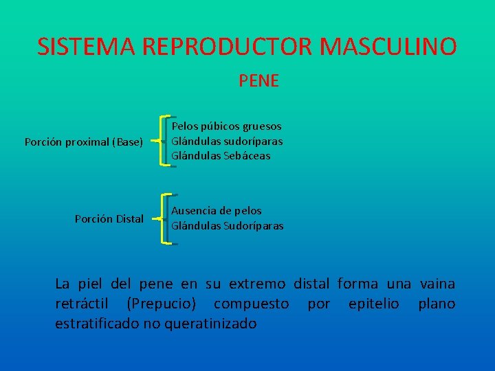 SISTEMA REPRODUCTOR MASCULINO PENE Porción proximal (Base) Pelos púbicos gruesos Glándulas sudoríparas Glándulas Sebáceas