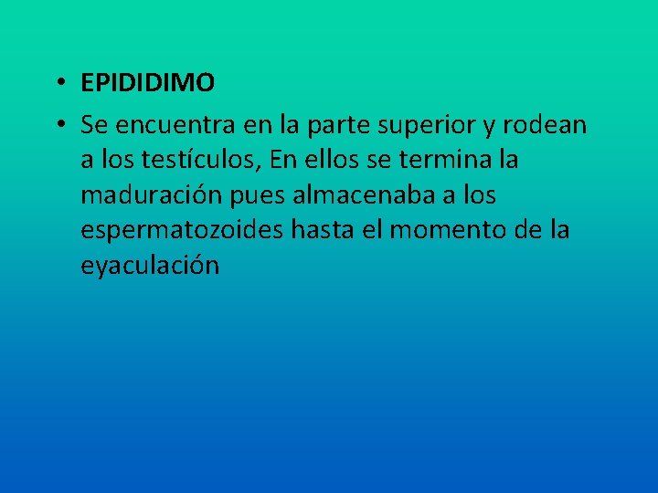  • EPIDIDIMO • Se encuentra en la parte superior y rodean a los