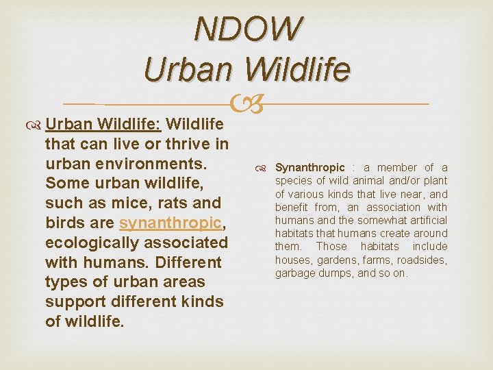 NDOW Urban Wildlife: Wildlife that can live or thrive in urban environments. Some urban