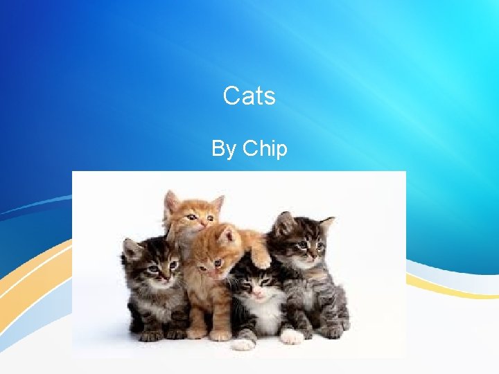 Cats By Chip 
