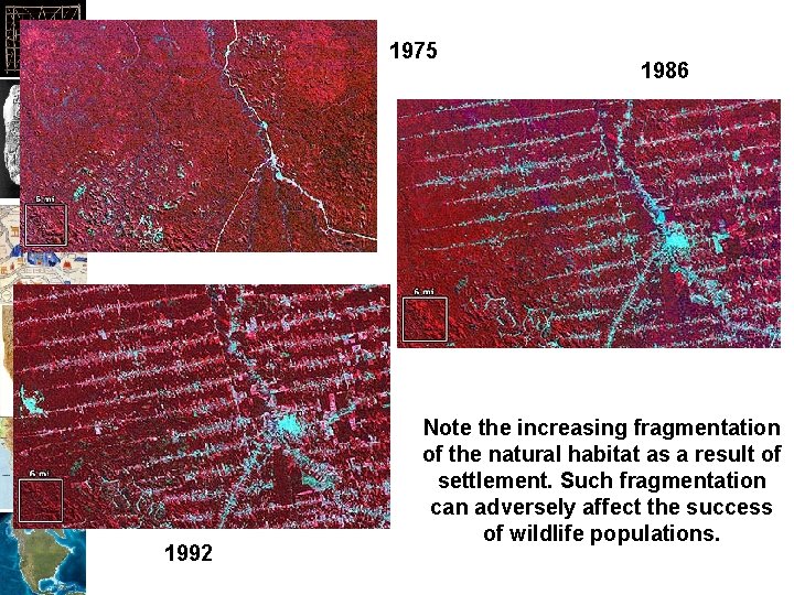 1975 1992 1986 Note the increasing fragmentation of the natural habitat as a result