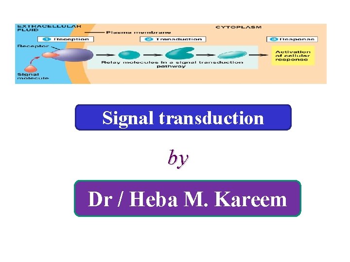 Signal transduction by Dr / Heba M. Kareem 