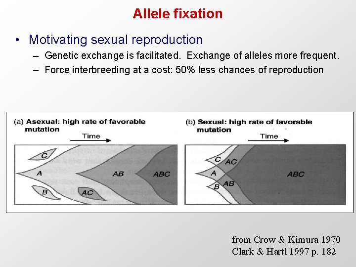 Allele fixation • Motivating sexual reproduction – Genetic exchange is facilitated. Exchange of alleles