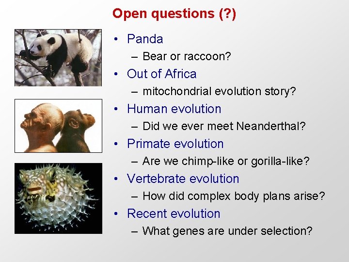 Open questions (? ) • Panda – Bear or raccoon? • Out of Africa