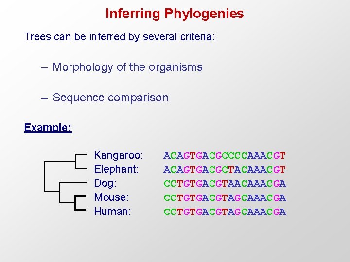 Inferring Phylogenies Trees can be inferred by several criteria: – Morphology of the organisms