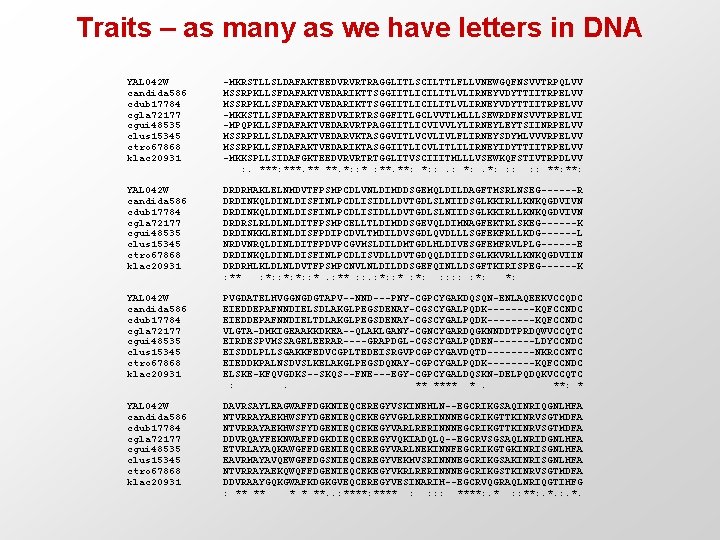 Traits – as many as we have letters in DNA YAL 042 W candida