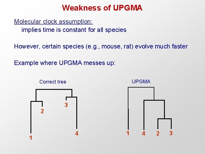 Weakness of UPGMA Molecular clock assumption: implies time is constant for all species However,