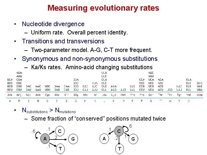 Measuring evolutionary rates • Nucleotide divergence – Uniform rate. Overall percent identity. • Transitions
