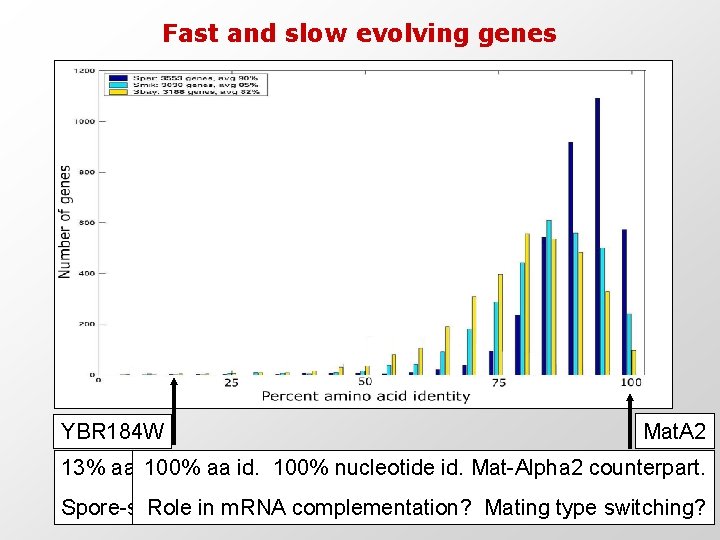 Fast and slow evolving genes YBR 184 W Mat. A 2 13% aa identity.